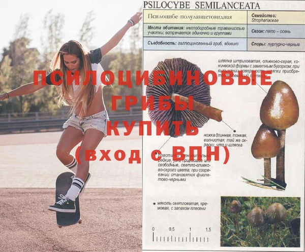 сатива Волосово